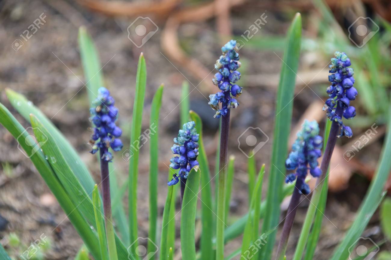 ムスカリはグレープ ヒヤシンスです の写真素材 画像素材 Image