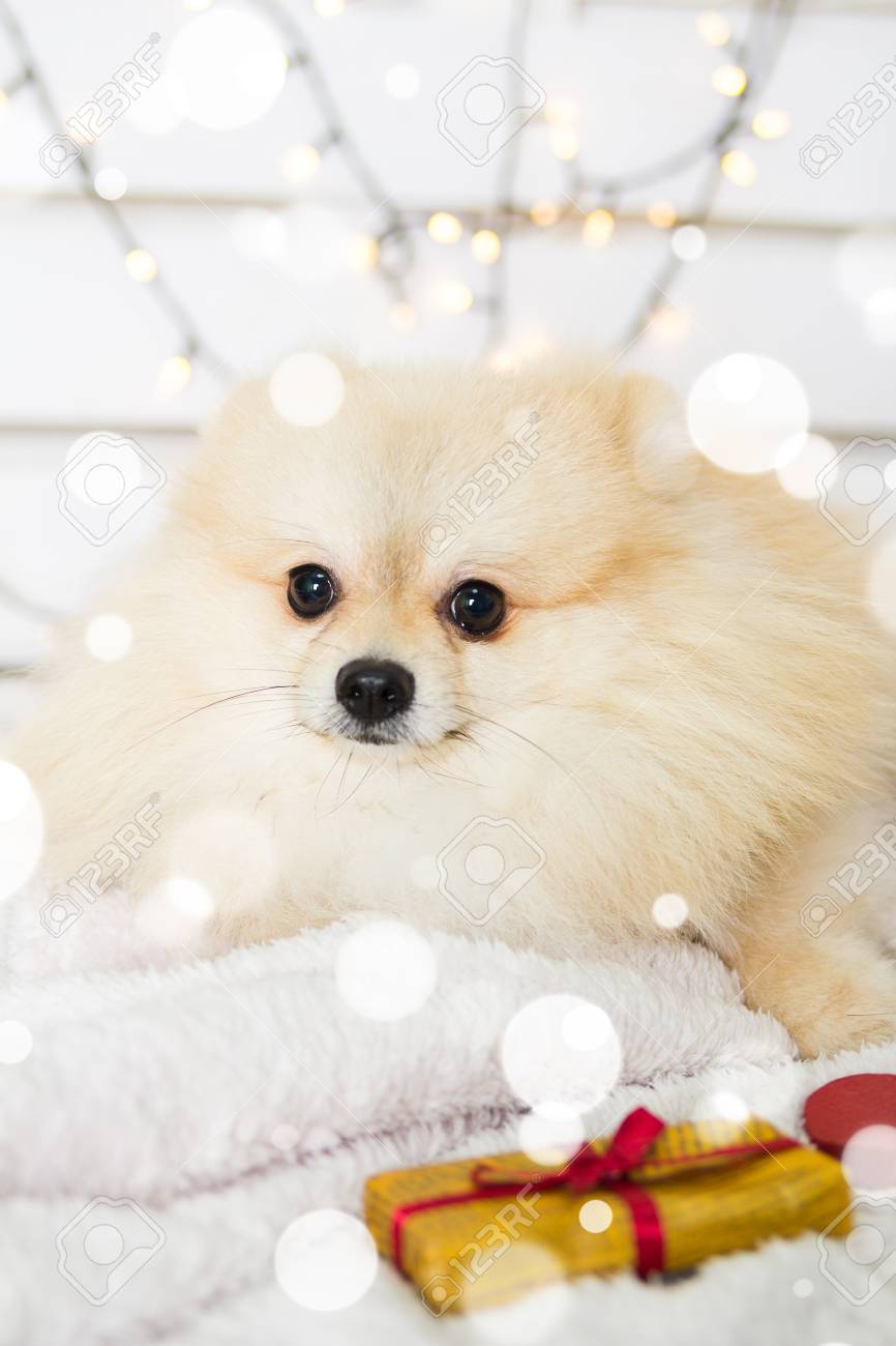クリスマスの衣装を着たポメラニアン犬 犬のコンセプトの年 の写真素材 画像素材 Image