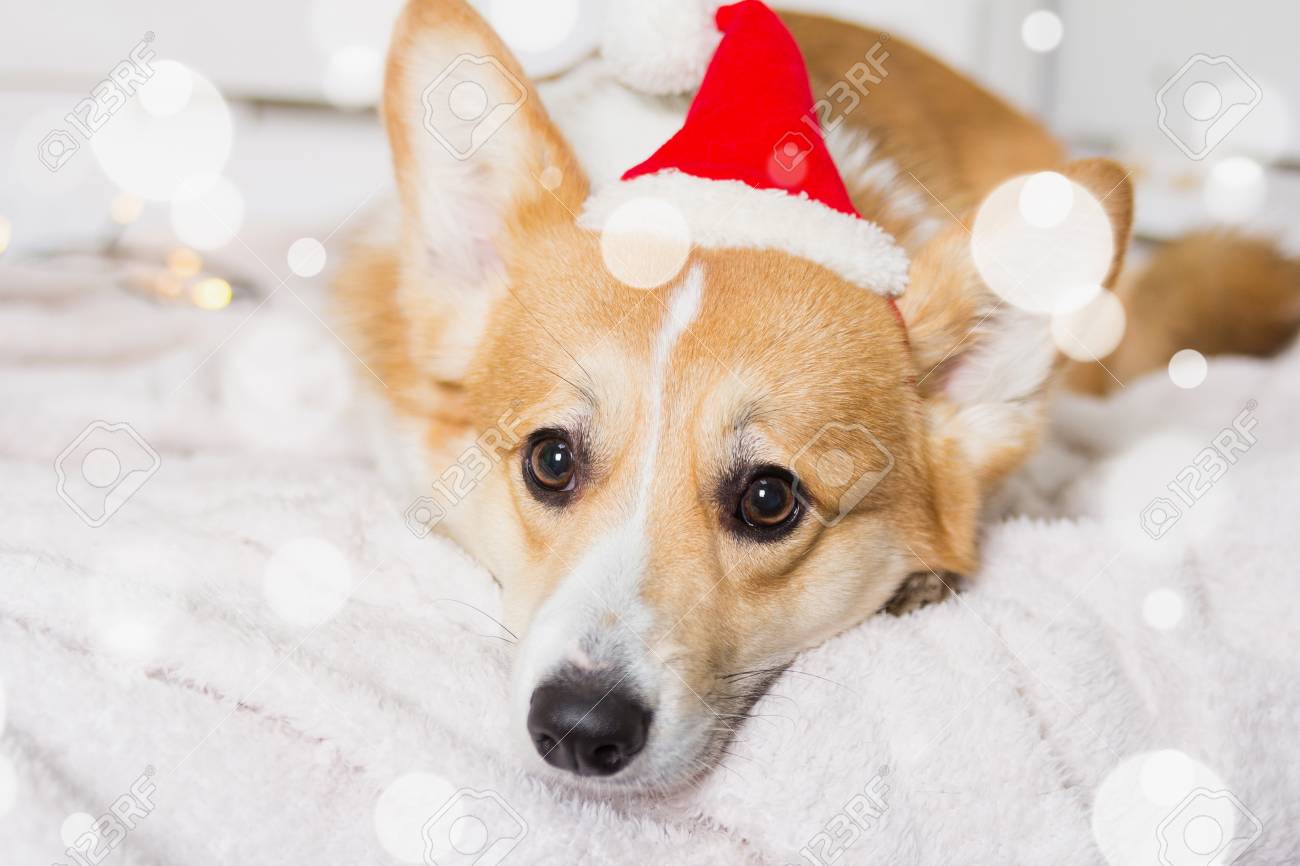 welsh corgi dog wearing