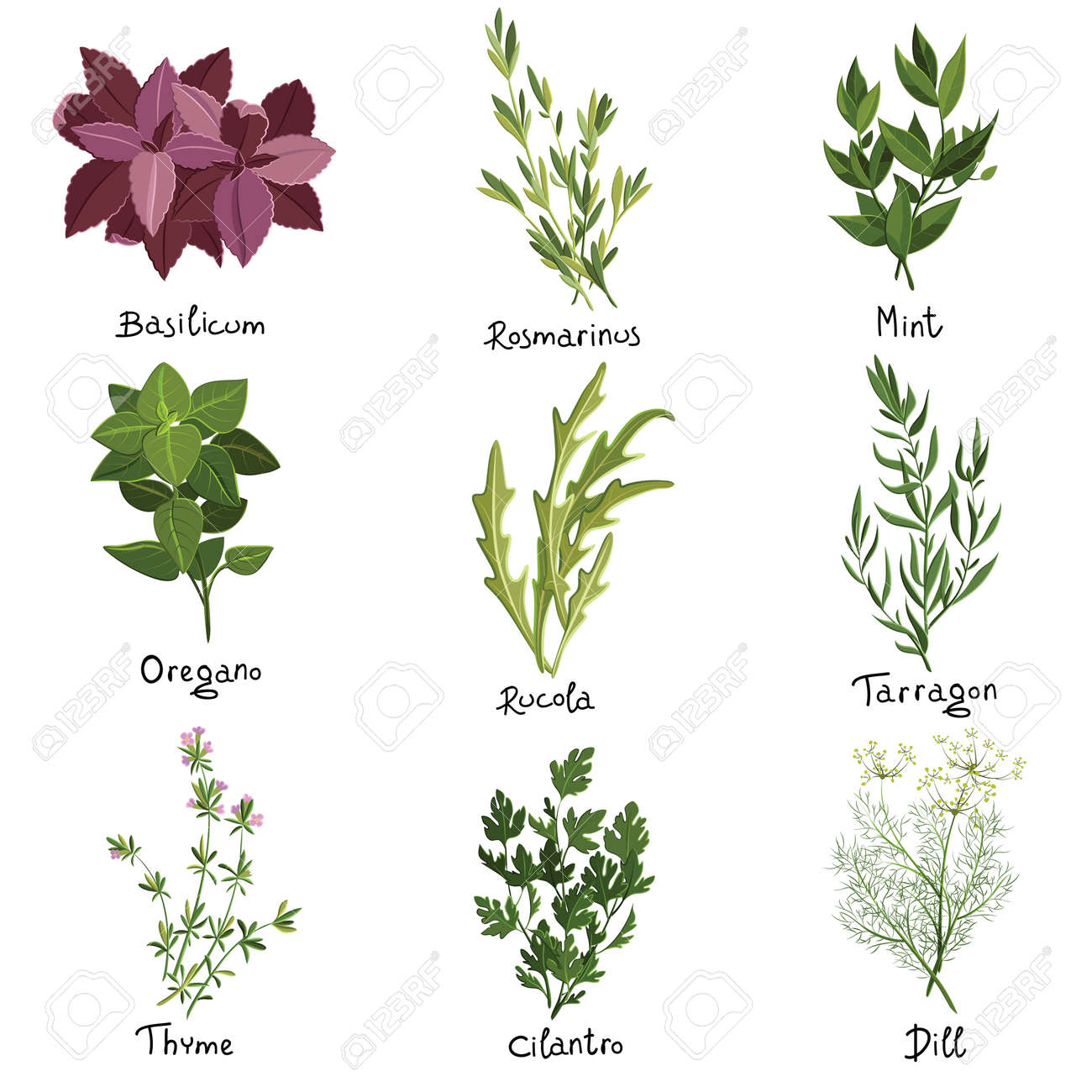 9 つのベクトルのハーブのセットです ハーブを設定します ベクトル イラストのイラスト素材 ベクタ Image