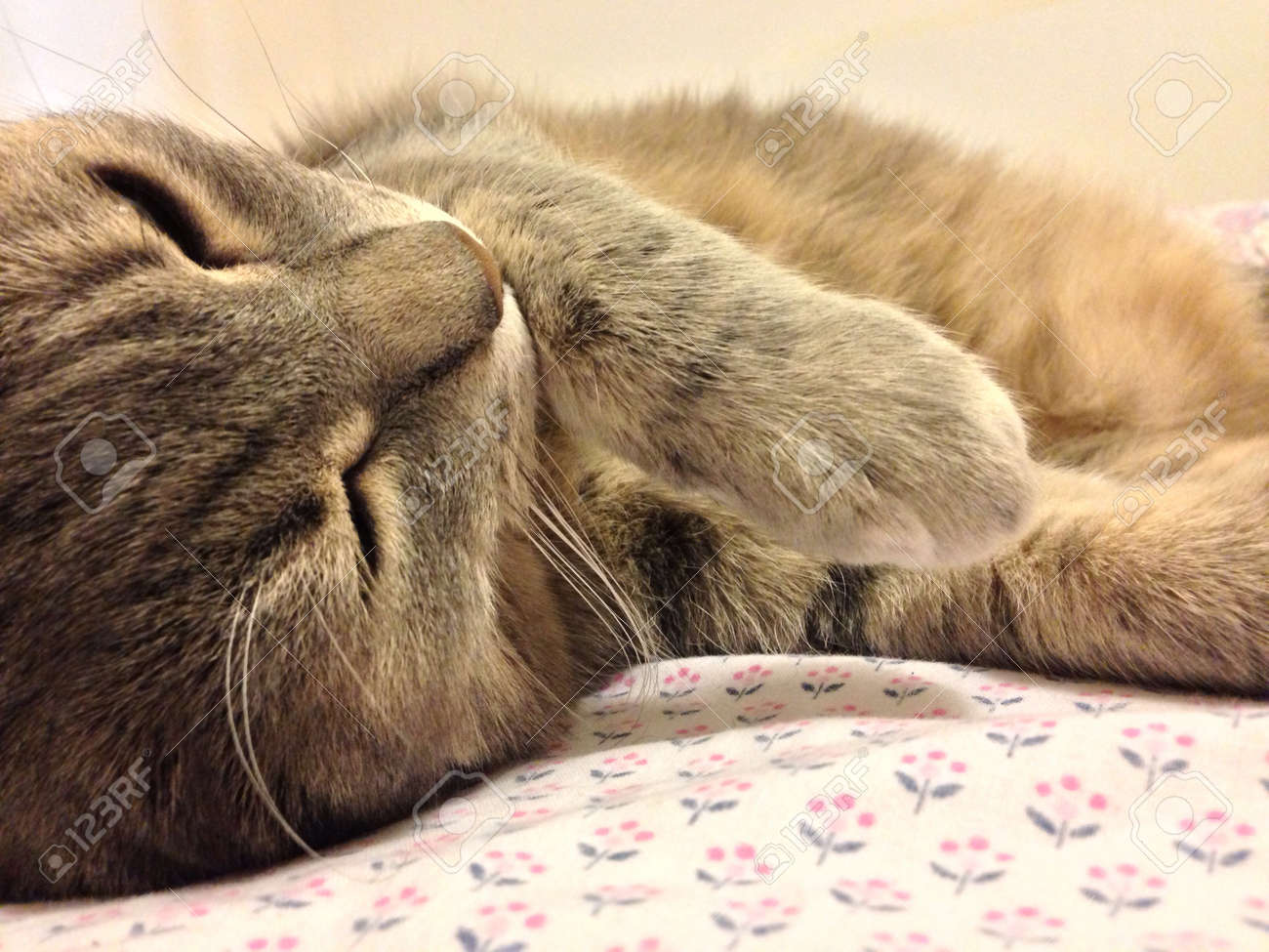 家猫の昼寝 の写真素材 画像素材 Image