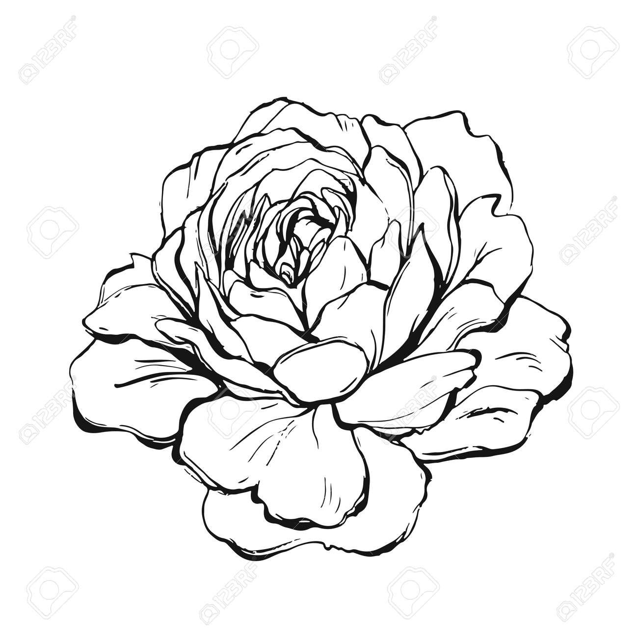 Ranunculus Rose Peony Dahlia Camellia Carnation Orchid Hydrangea Flowers And Decorative Plants Big Vector Collection All Elements Are Isolated And Editable Royalty Free Cliparts Vectors And Stock Illustration Image