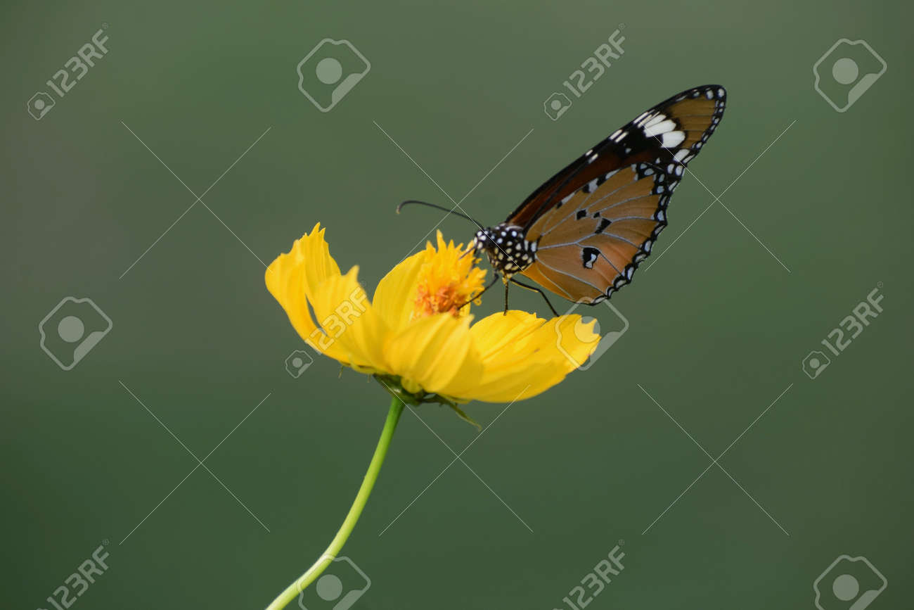 etiam-dictum-ipsum-a-felis