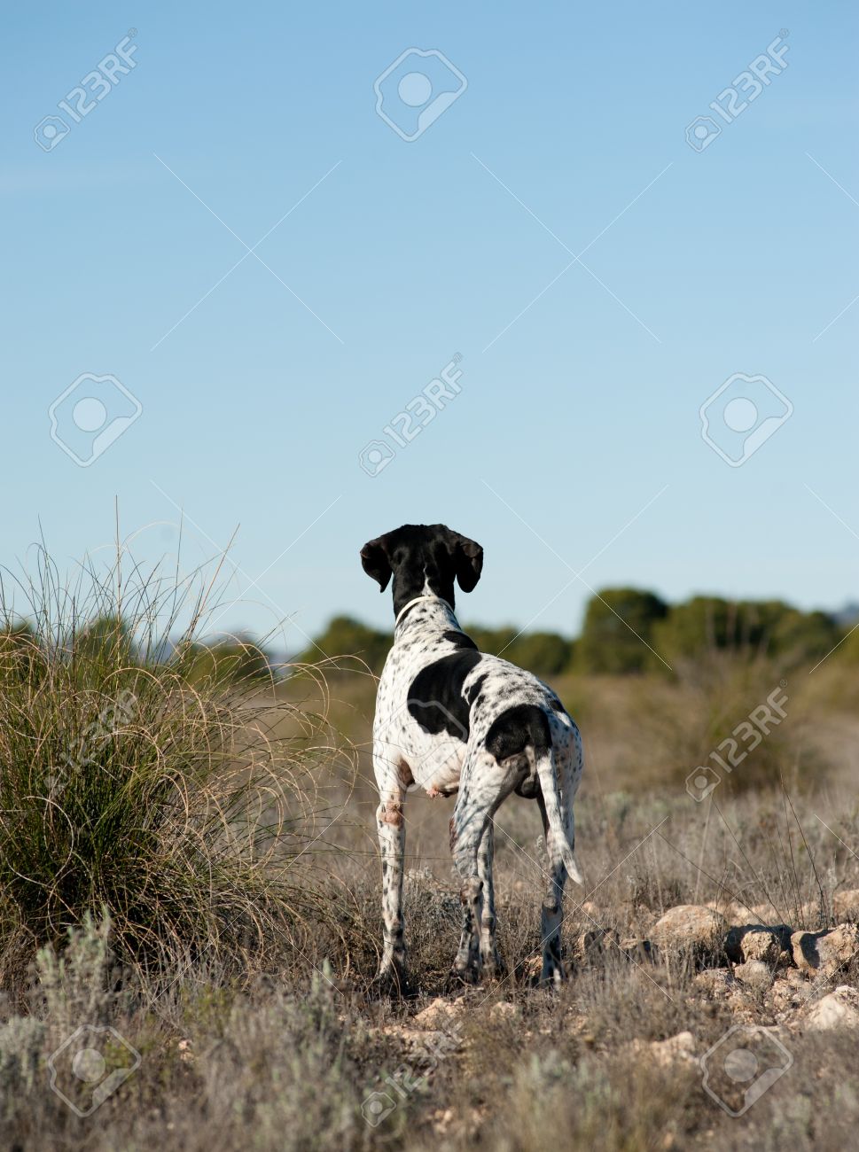 black and white bird dog