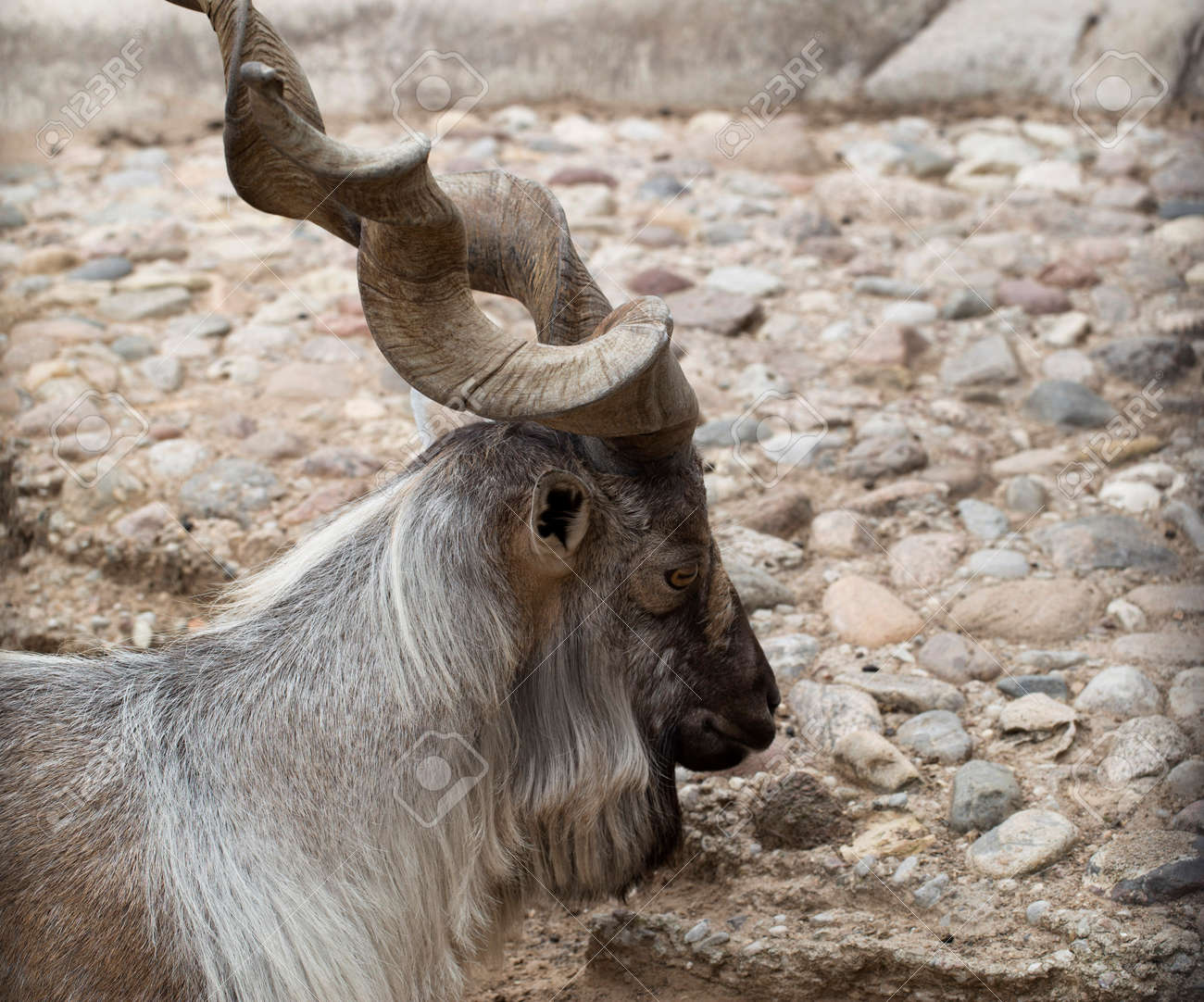 天然素材 山羊の角