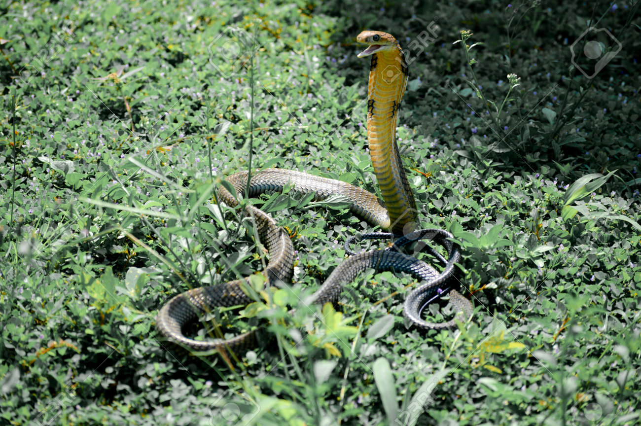 Yoshlar bilan uy qurilishi jinsiy aloqani tomosha qiling