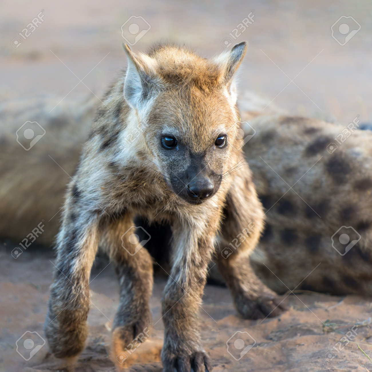 etiam-dictum-ipsum-a-felis