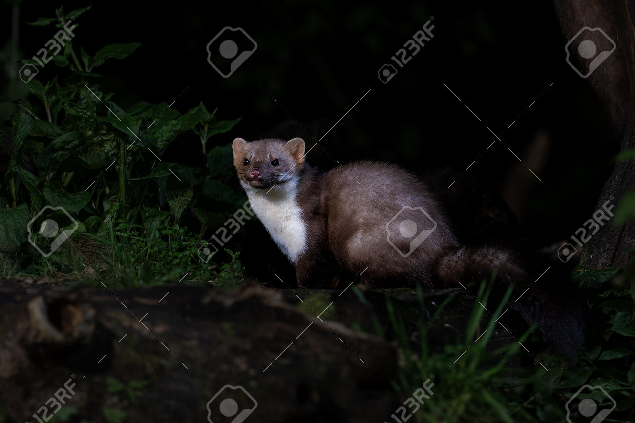 etiam-dictum-ipsum-a-felis