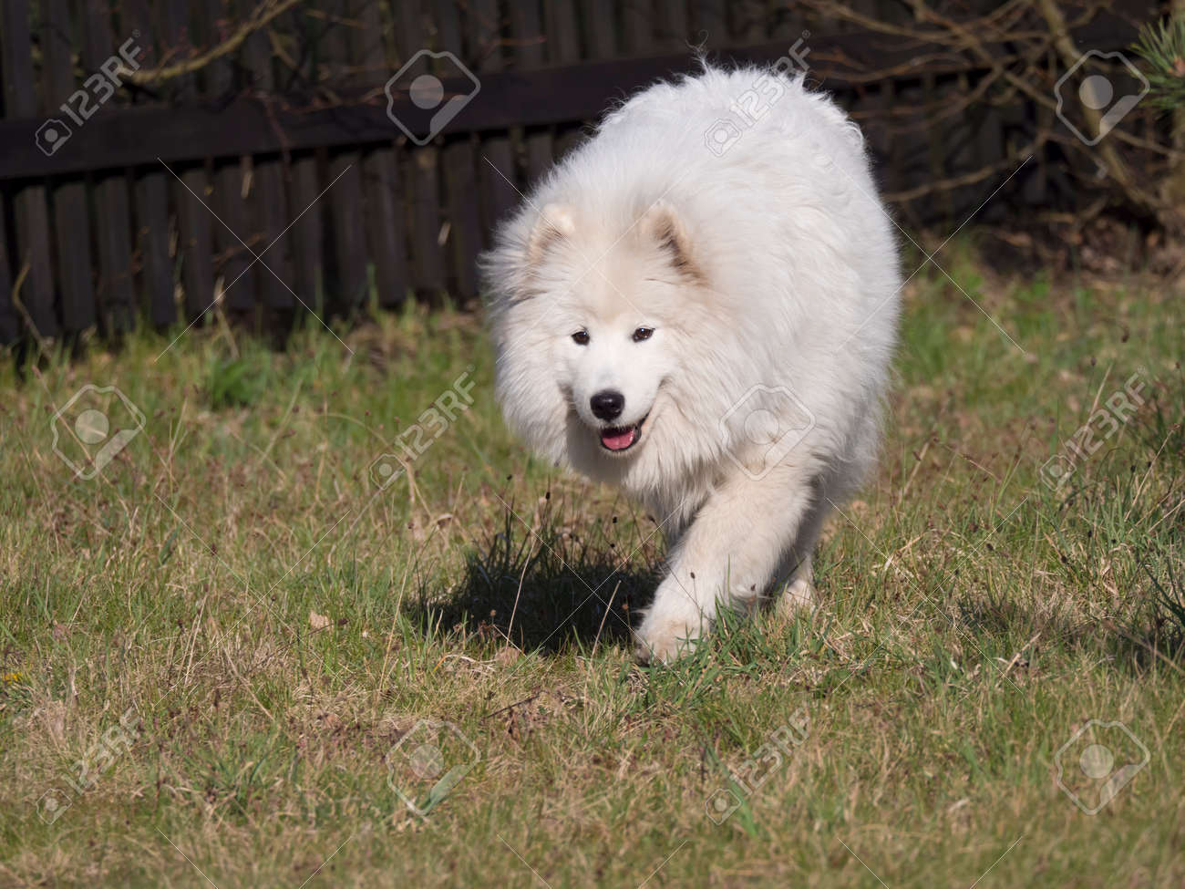 white fluffy herding dog
