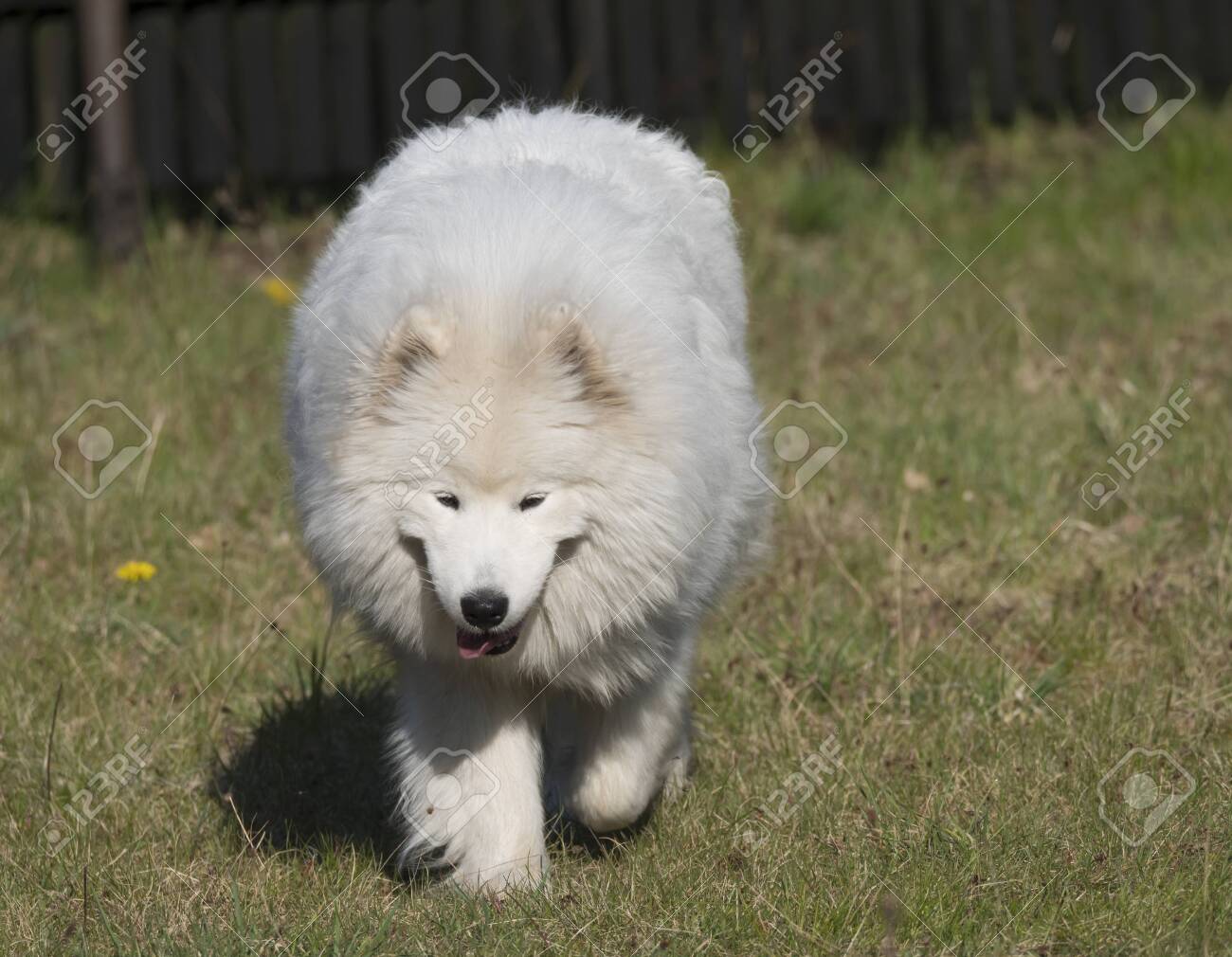 white fluffy herding dog