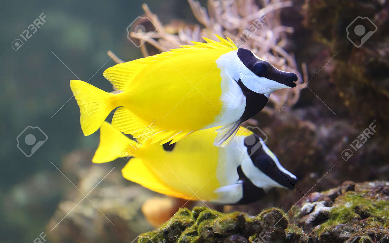 close up view of a foxface rabbitfish siganus vulpinus stock photo