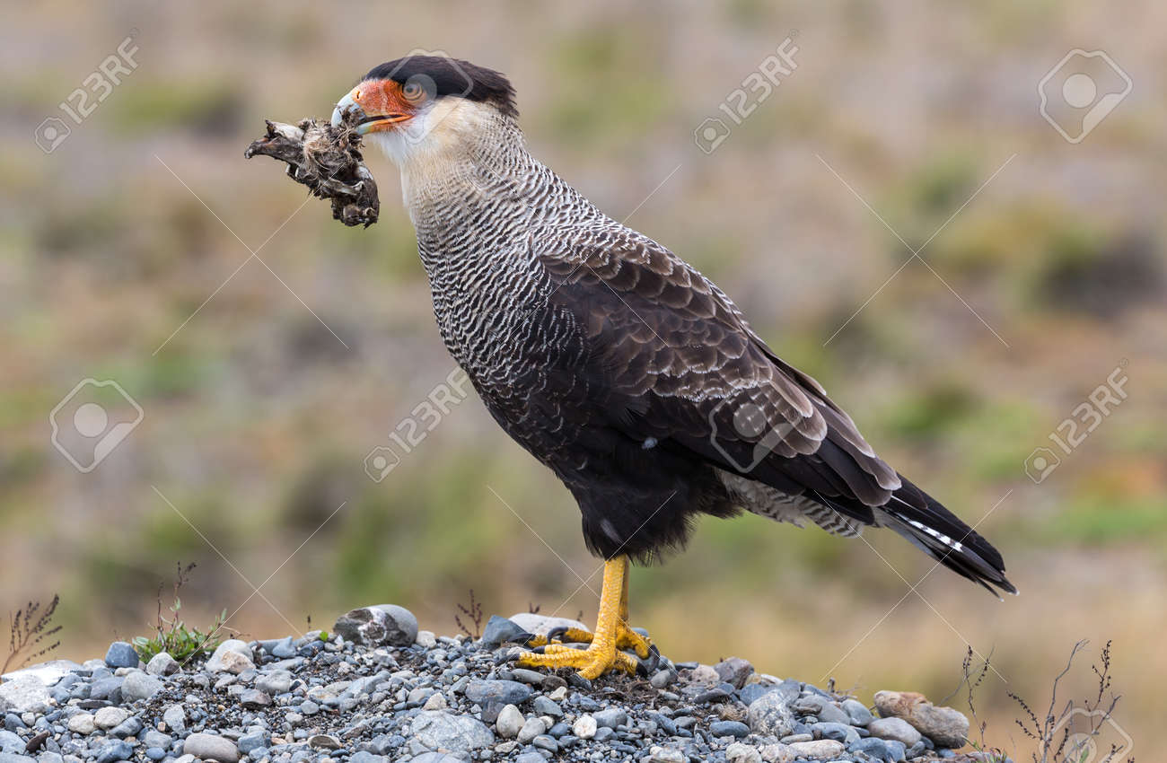 トレス デル パイネ Np チリで獲物とクレステッド カンムリカラカラ の写真素材 画像素材 Image トレス デル パイネ Np チリで獲物とクレステッド カンムリカラカラ の写真素材 画像素材 Image