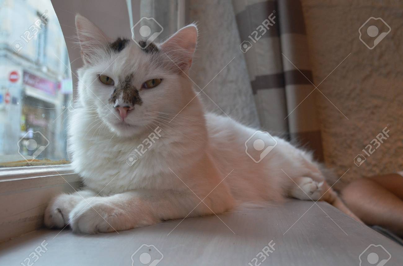 Stock Photo