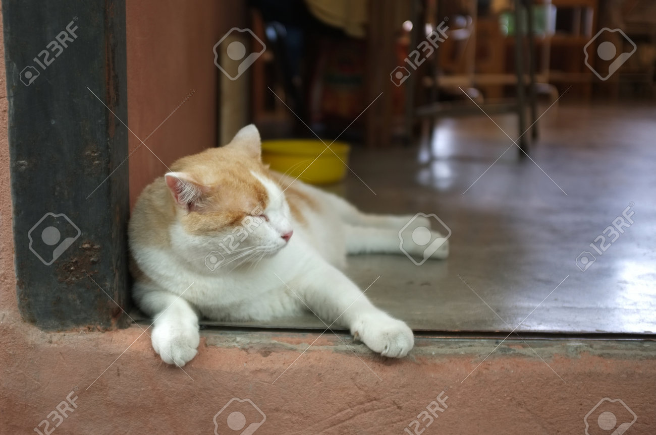 etiam-dictum-ipsum-a-felis