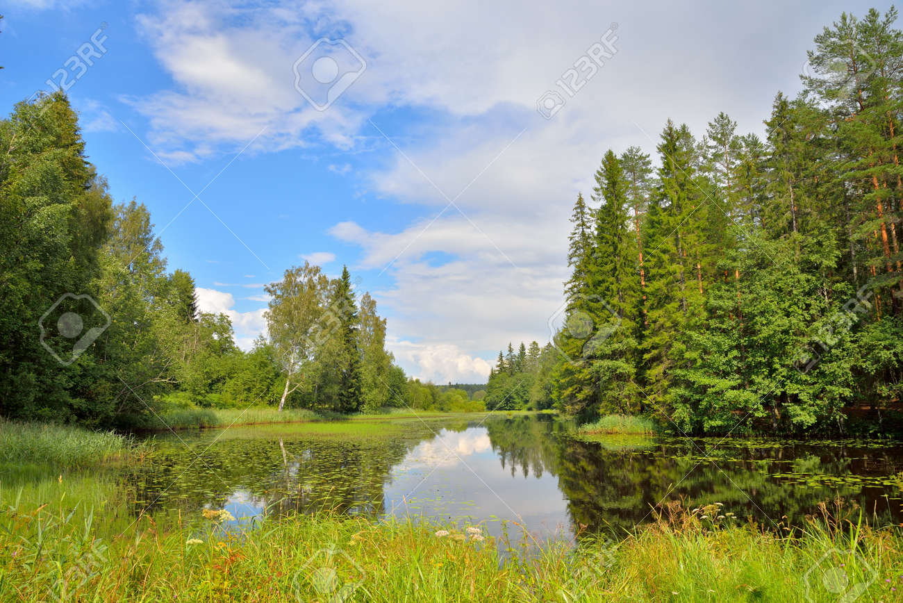 睡蓮と葦と 7 月に晴れた日の生い茂った風景森川 の写真素材・画像素材