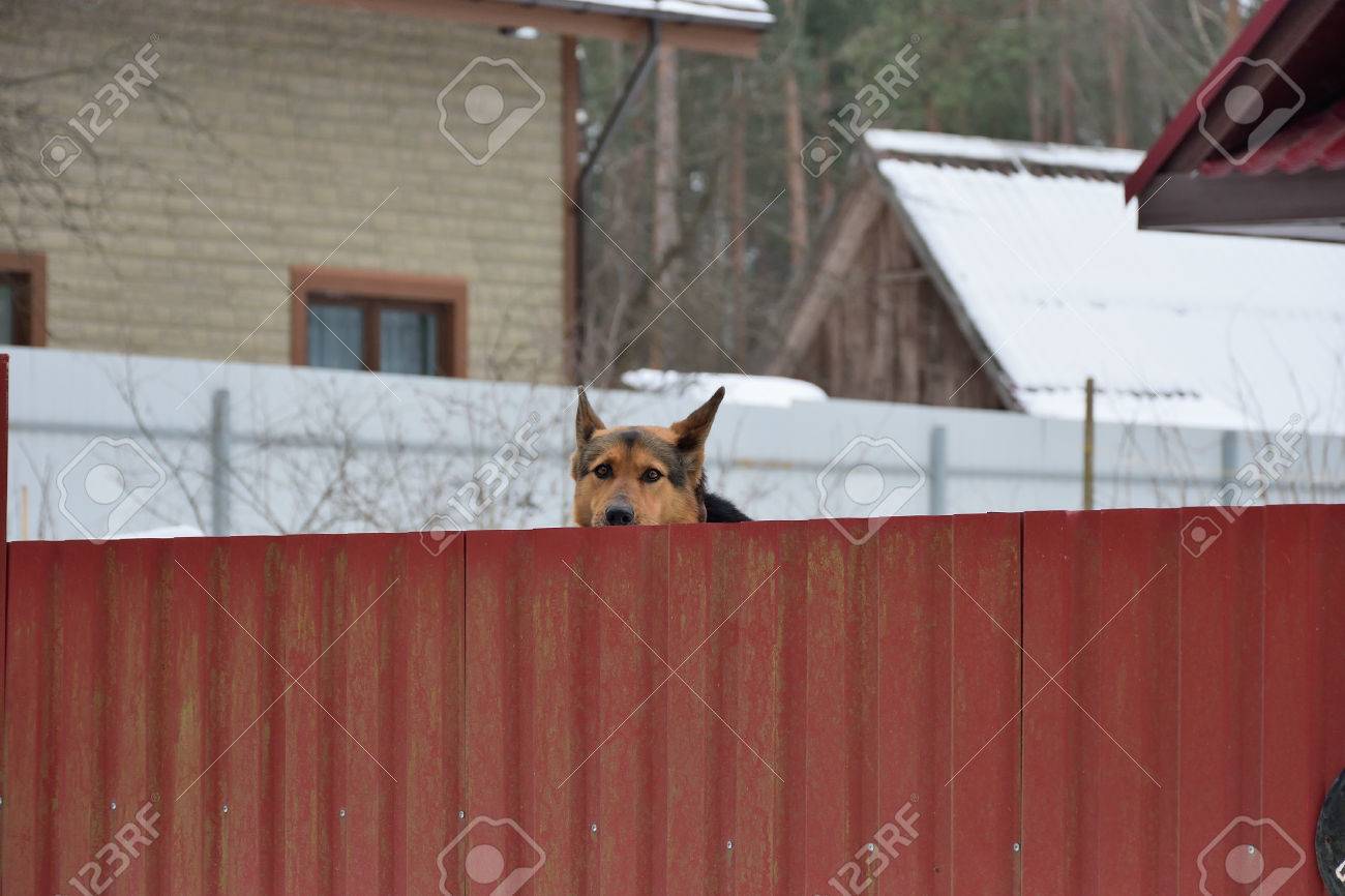 犬シェパードはおずおずと彼の耳をつかんで柵の後ろからピーク の写真素材 画像素材 Image