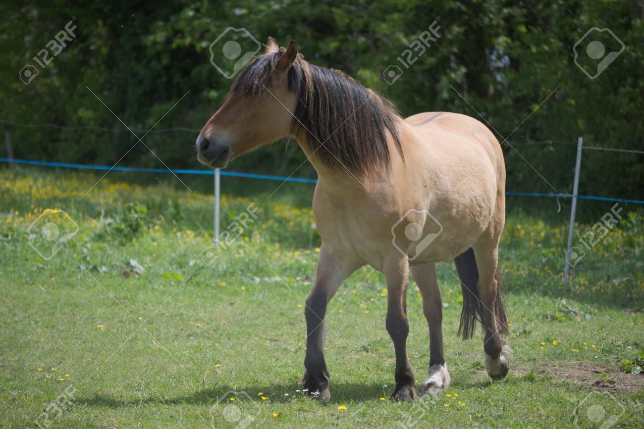 robe isabelle cheval