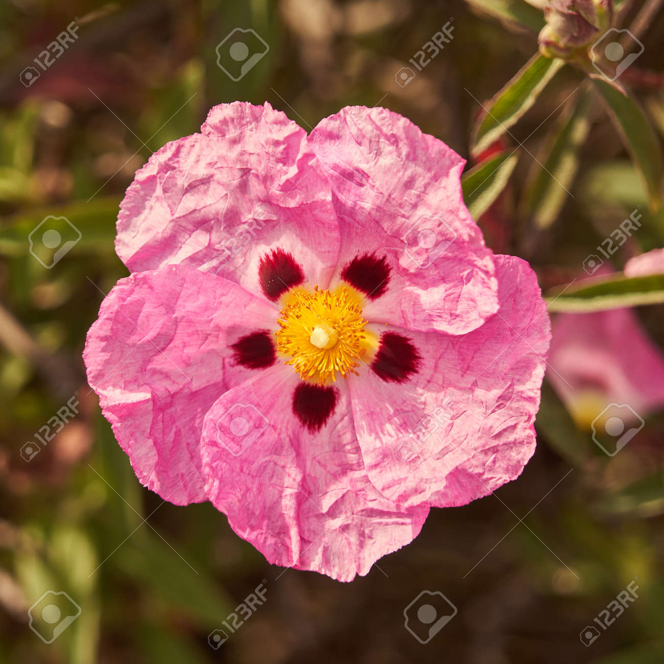 etiam-dictum-ipsum-a-felis