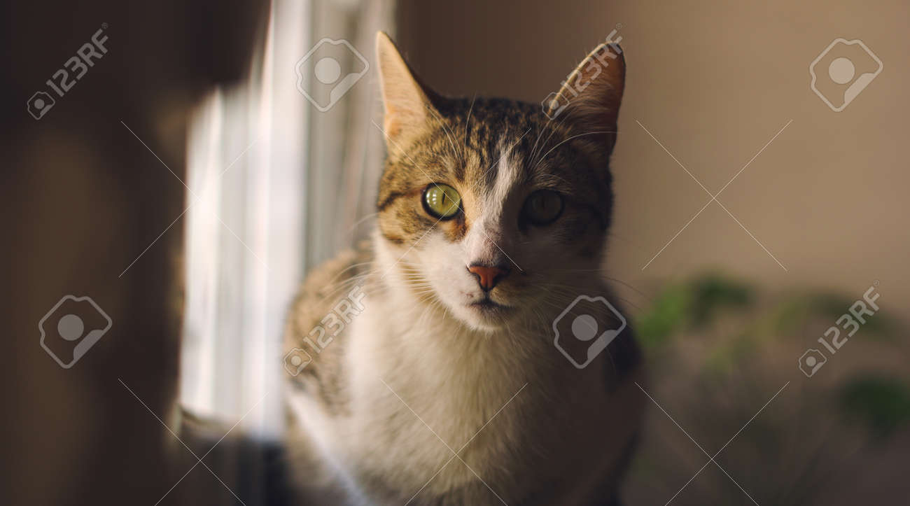 etiam-dictum-ipsum-a-felis