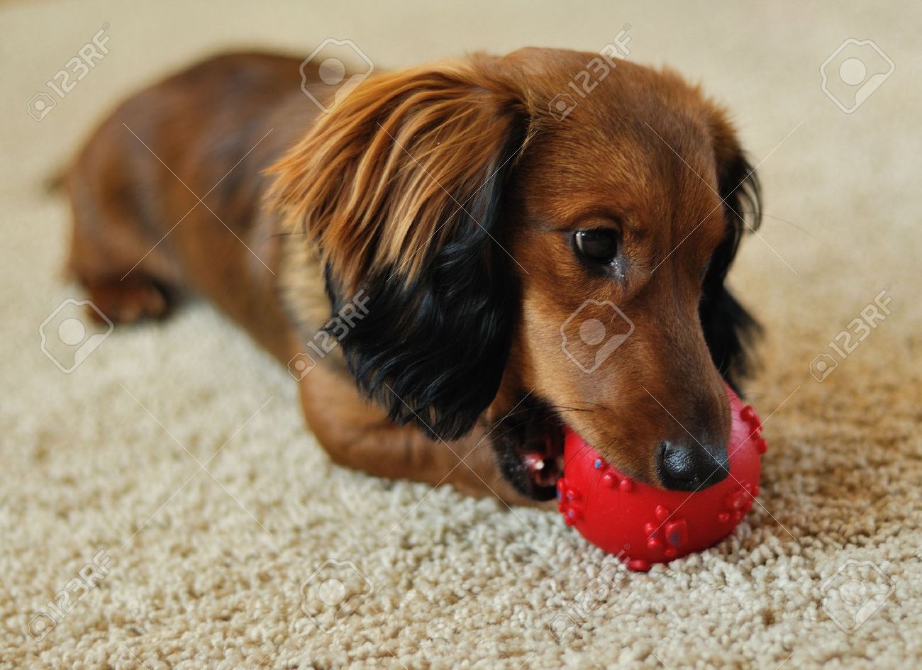 red long haired mini dachshund