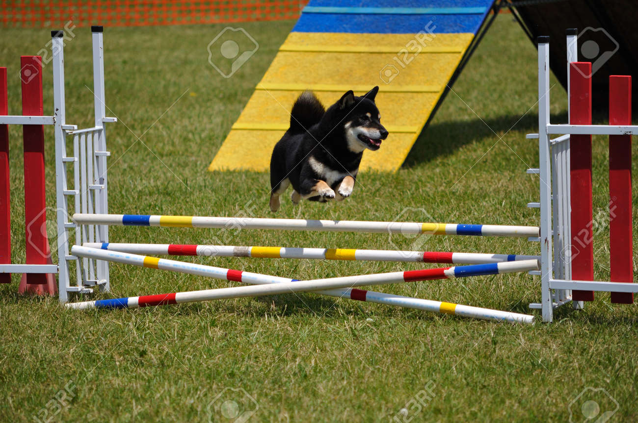 shiba inu agility