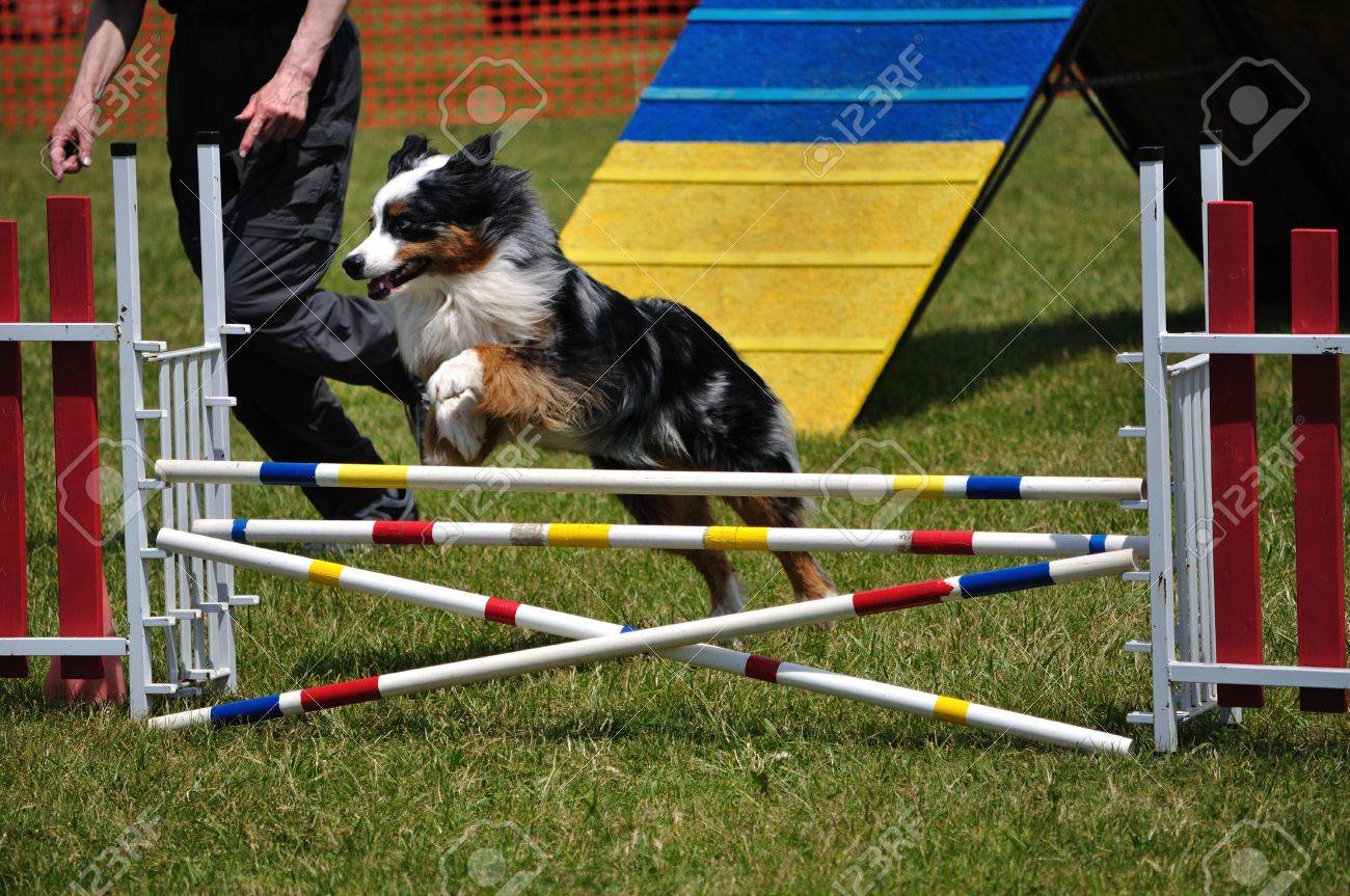 mini aussie agility