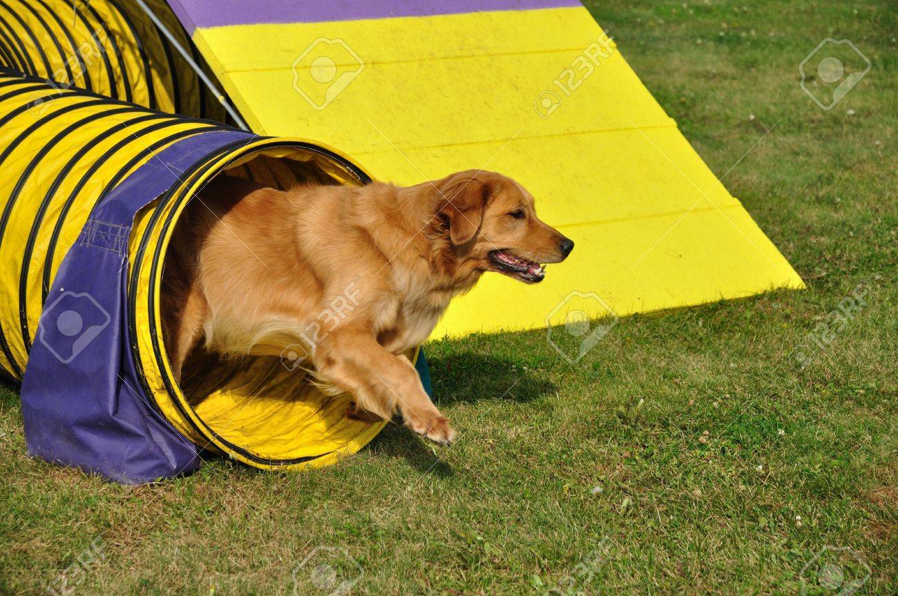 Golden Retriever Leaving Yellow Tunnel At Dog Agility Trial, Copy Space  Stock Photo, Picture and Royalty Free Image. Image 5571627., image size:1300x863