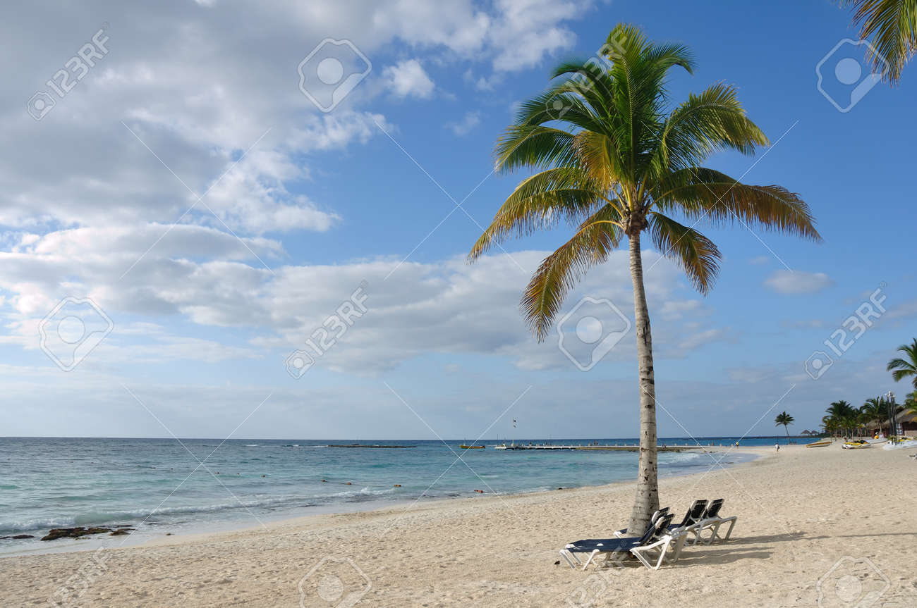 beach chairs under palm