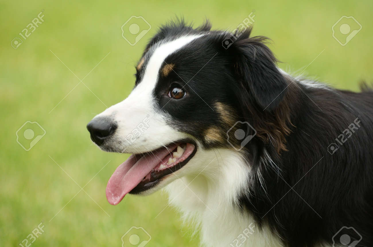 Black Tricolor Australian Shepherd (Aussie) Dog Panting Stock Photo,  Picture and Royalty Free Image. Image 10066728., image size:1300x861