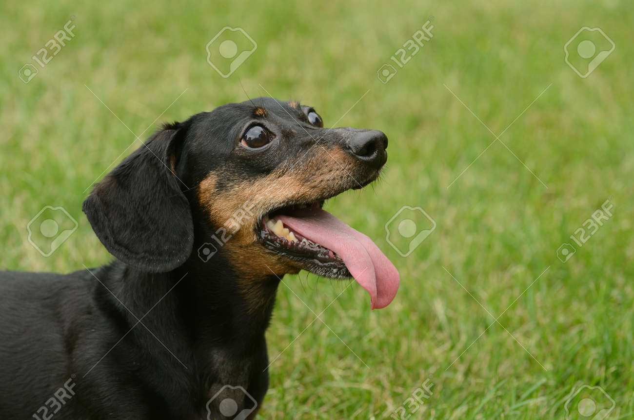 Portrait Of Black And Tan Short Haired Dachshund Panting Stock