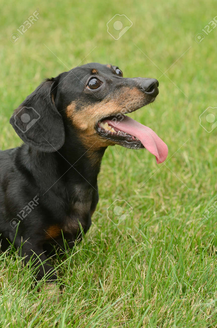 Portrait Of Black And Tan Short Haired Dachshund Panting Stock