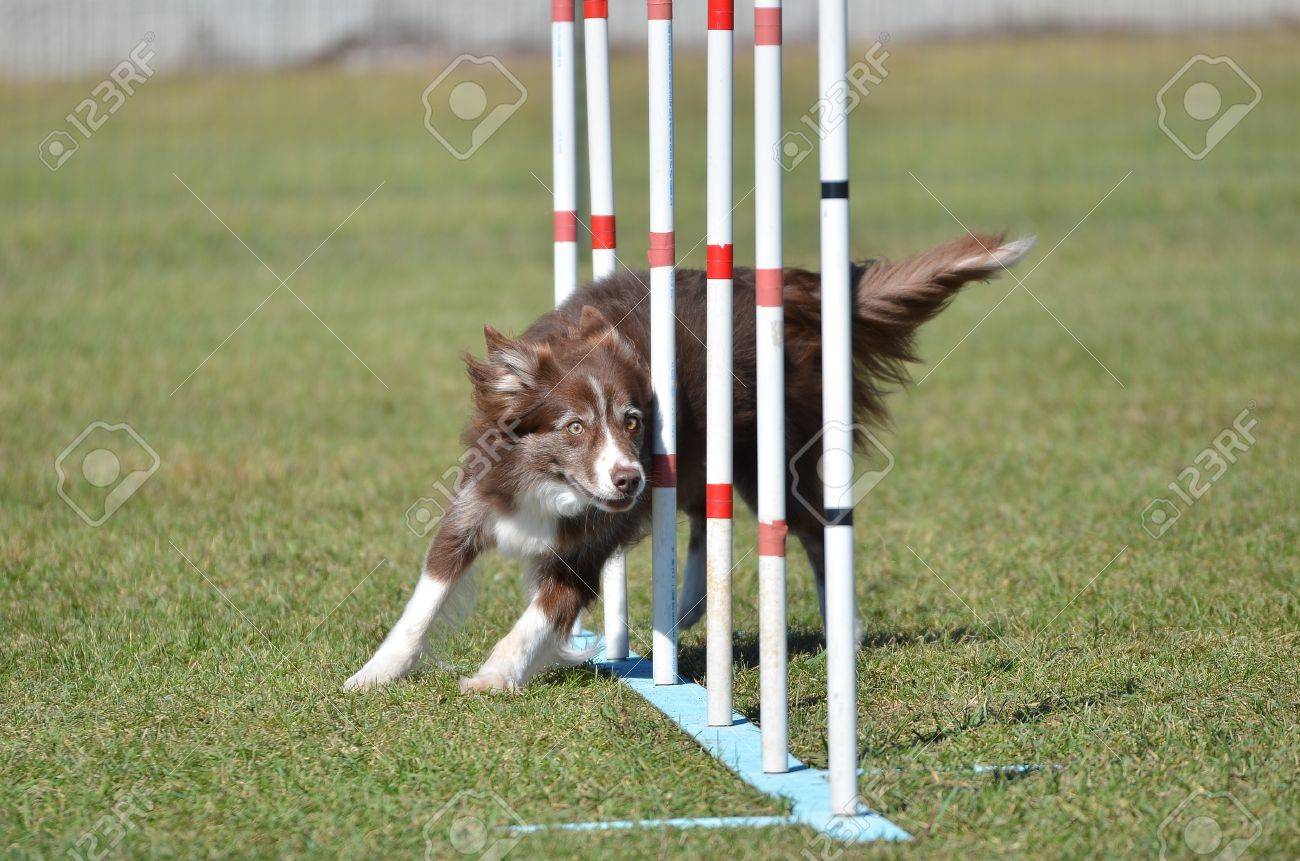 Dog weaving sticks Clearance