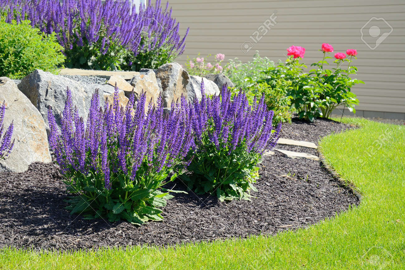 Salvia Flowers and Rock Retaining Wall at a Residential Home - 58625723 Salvia Flowers and Rock Retaining Wall at a Residential Home - 58625723