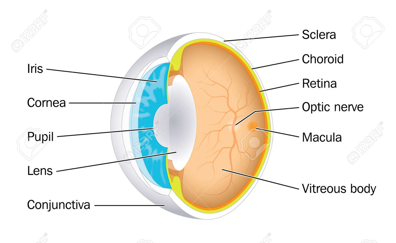 瞳孔 虹彩 レンズ 網膜 他の主要な構造を示す目眼球を通って斜めセクション のイラスト素材 ベクタ Image