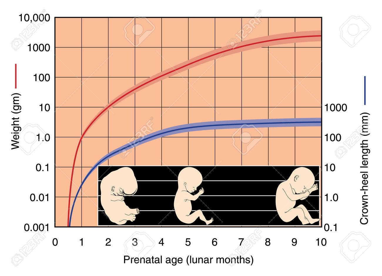 Grafico Del Desarrollo Fetal De Cero A Diez Meses Mostrando El Peso En Gramos Y La Longitud Corona Talon En Milimetros Ilustraciones Vectoriales Clip Art Vectorizado Libre De Derechos Image