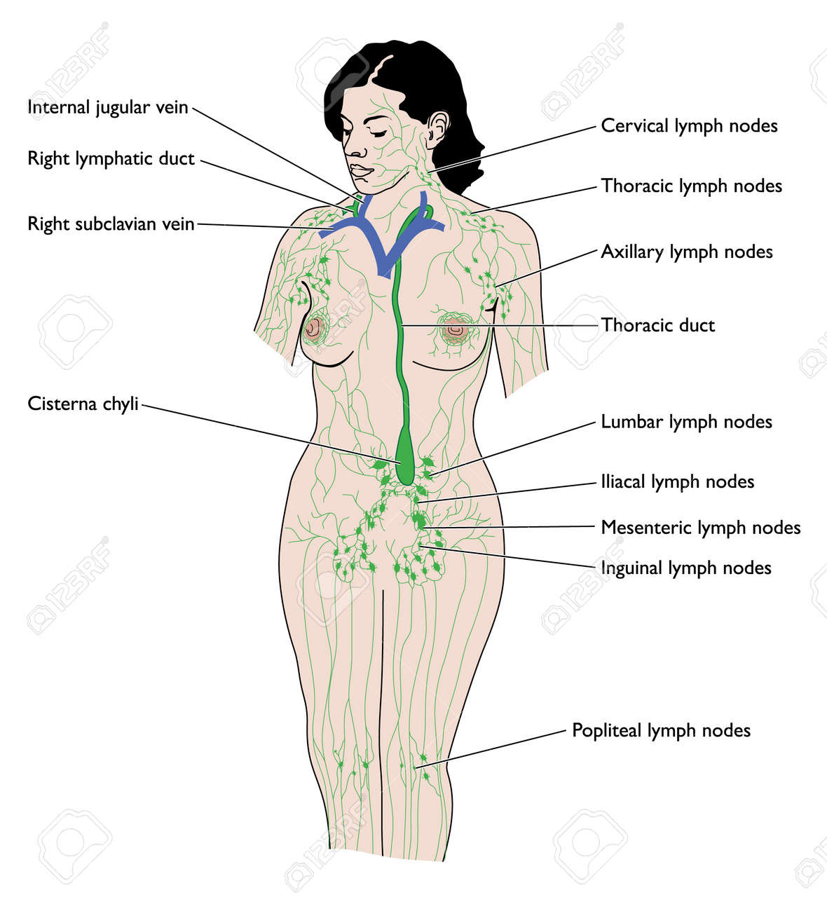 女性のリンパ系の図面 のイラスト素材 ベクタ Image