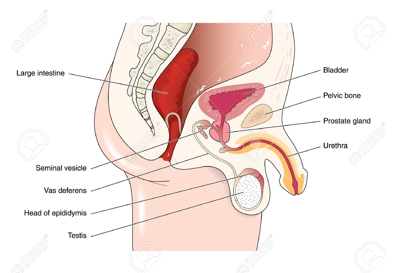et penis photo testicules Old chubby lady sex stories