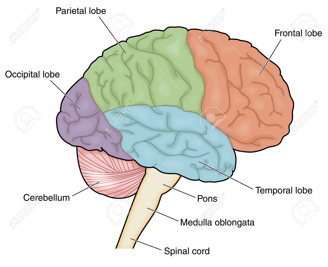 Dibujo Del Cerebro Externo Que Muestra Los Lóbulos Con Nombre. Ilustraciones Svg, Vectoriales, Clip Art Vectorizado Libre De Derechos. Image 33249827. Dibujo Del Cerebro Externo Que Muestra Los Lóbulos Con Nombre. Ilustraciones Svg, Vectoriales, Clip Art Vectorizado Libre De Derechos. Image 33249827.