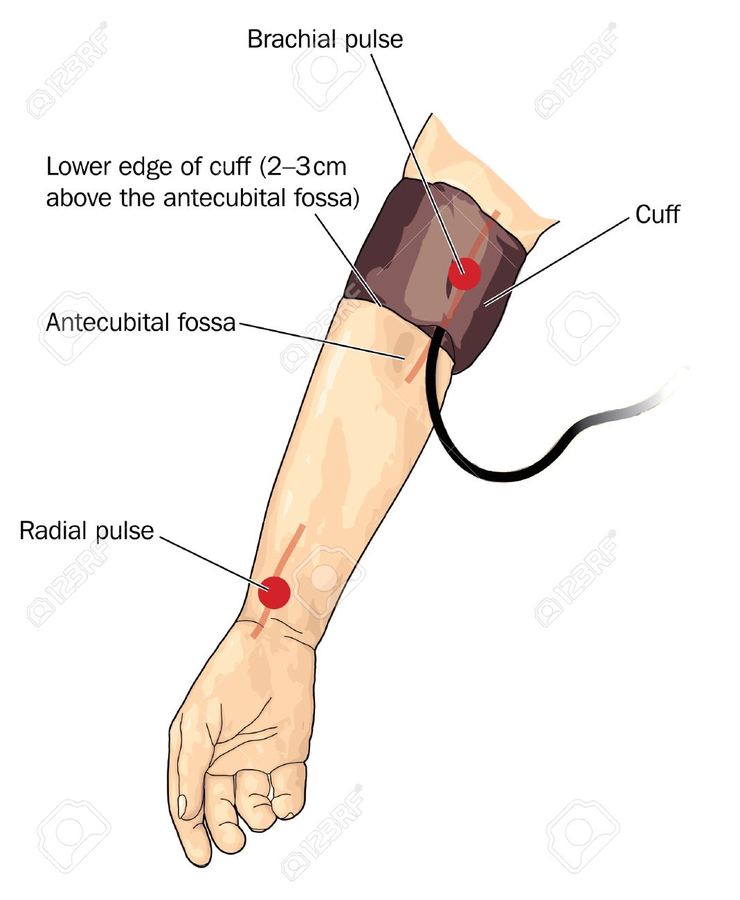 Presion arterial brazo derecho Presion arterial brazo derecho