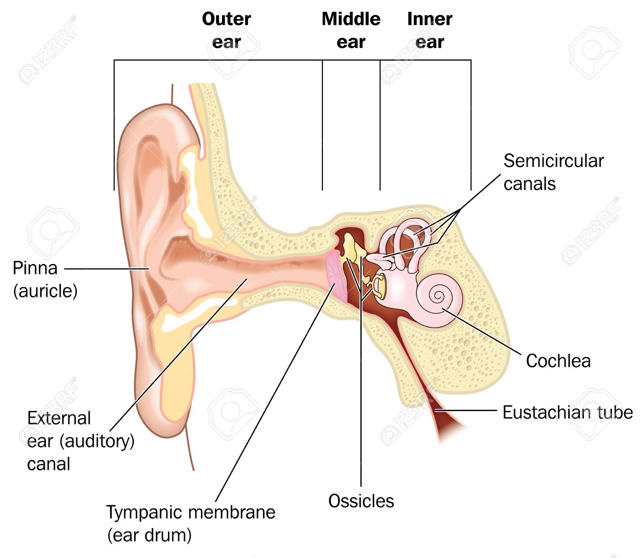 Basic Anatomy Of The Ear From The Outer Ear To The Inner Ear Royalty Free Cliparts Vectors And Stock Illustration Image