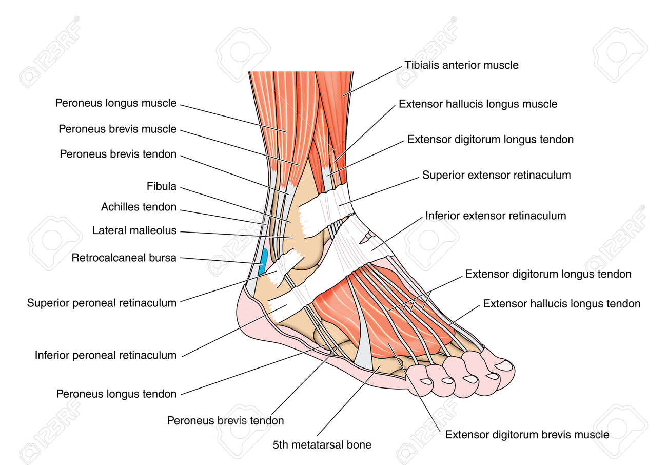 tendon du pied tendon du pied