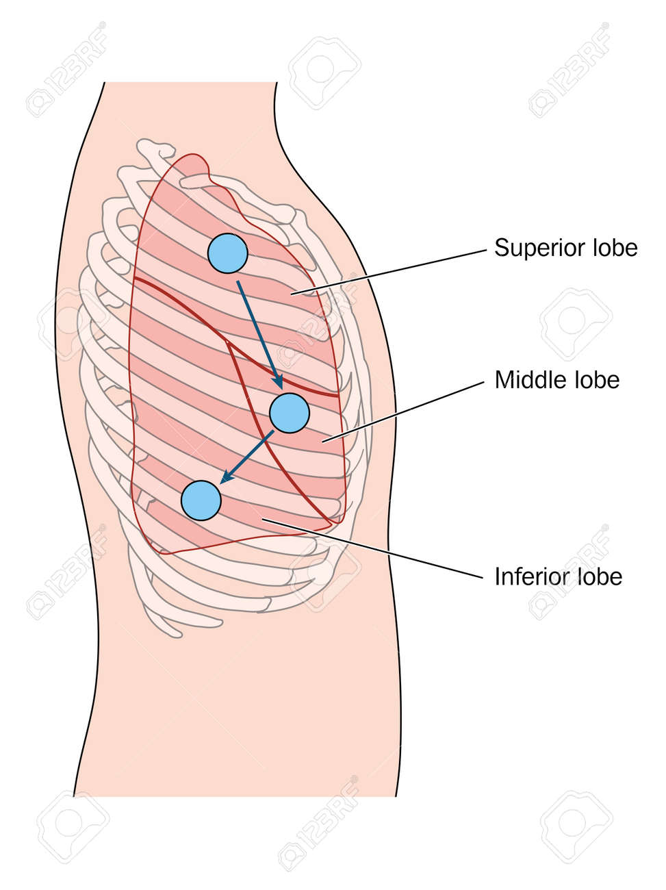 drawing of the thorax showing the lateral lung position and sites lung auscultation