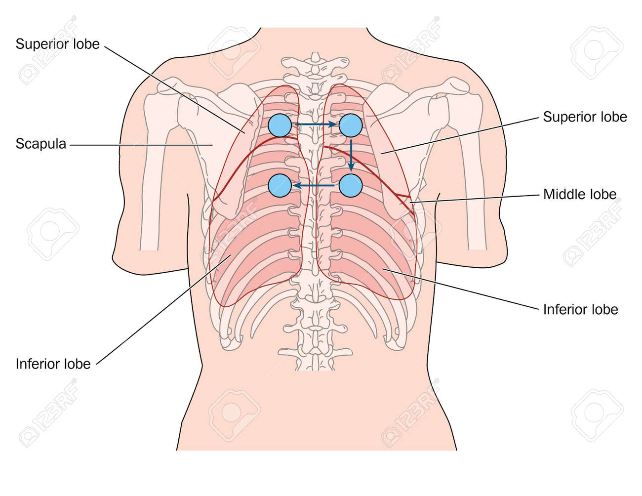 drawing of the thorax showing the posterior lung position and lung auscultation