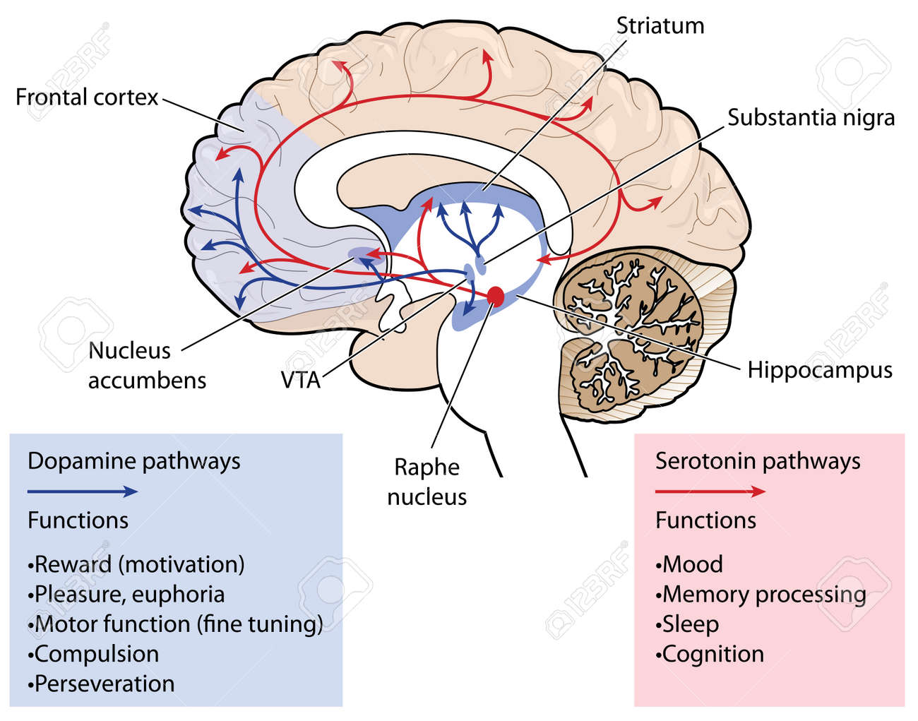 cross section through the brain showing the dopamine and serotonin