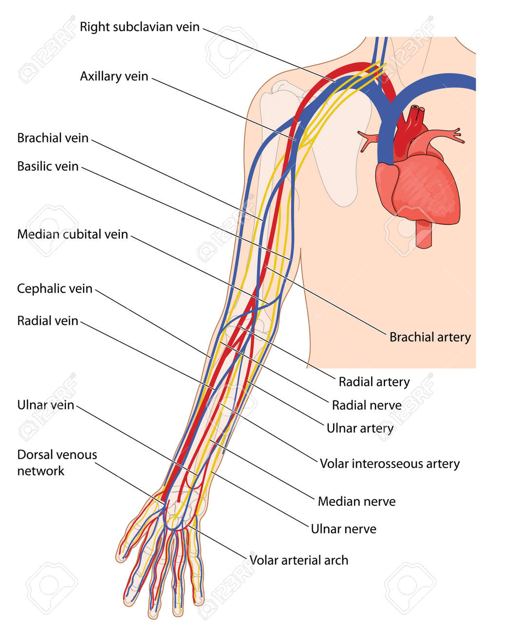 Arteries, veins and nerves of the arm, from the heart down to ... Spisebordsstole
