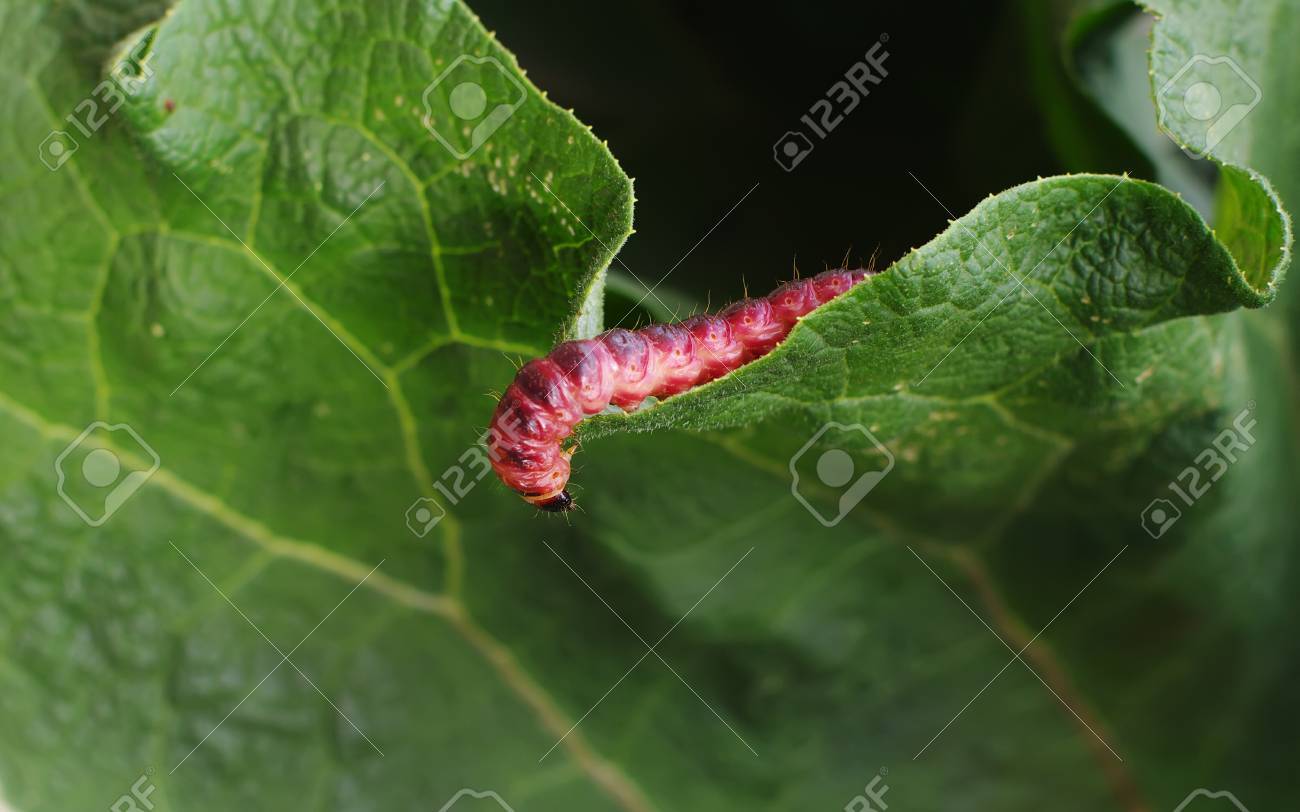 絵　赤い毛虫のたわし 絵 赤い毛虫のたわし 絵 赤い毛虫のたわし 珍奇昆虫、モードな虫図鑑