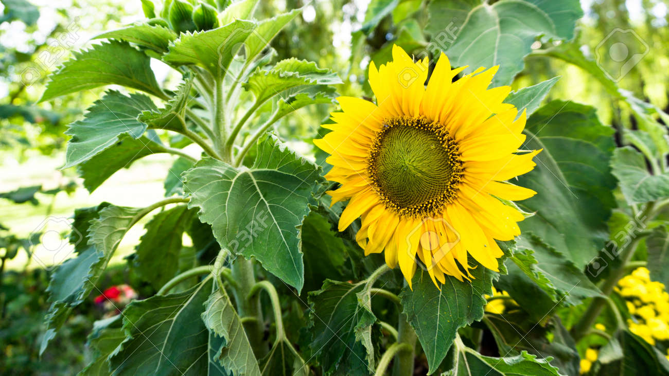 etiam-dictum-ipsum-a-felis