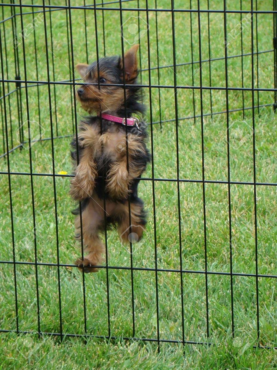 yorkie cage