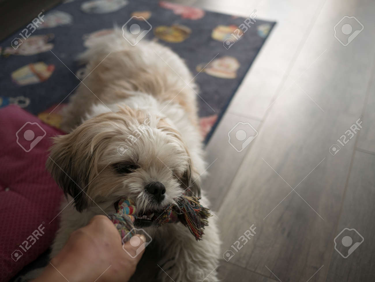 etiam-dictum-ipsum-a-felis