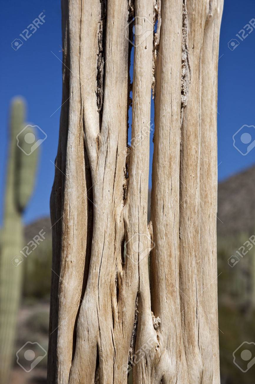 Closeup Of Saguaro Cactus Skeleton Stock Photo Picture And Royalty Free Image Image 44575922
